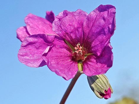 texas stork's bill (Erodium texanum)