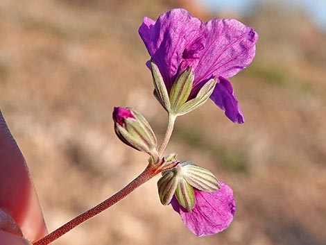 texas stork's bill (Erodium texanum)