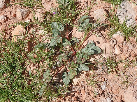 texas stork's bill (Erodium texanum)
