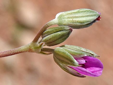 texas stork's bill (Erodium texanum)