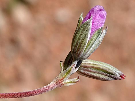 texas stork's bill (Erodium texanum)