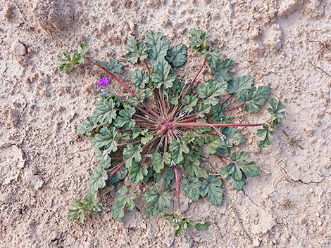 texas stork's bill (Erodium texanum)