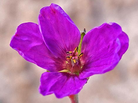 texas stork's bill (Erodium texanum)