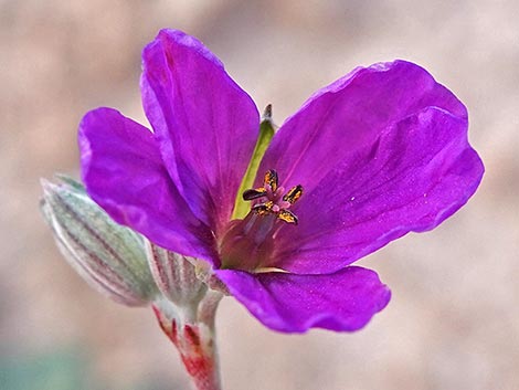 texas stork's bill (Erodium texanum)