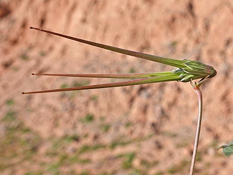 texas stork's bill (Erodium texanum)