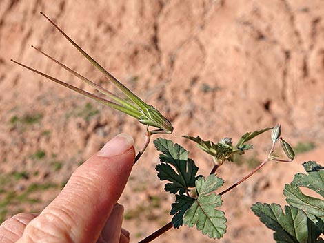 texas stork's bill (Erodium texanum)