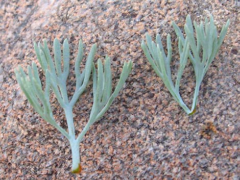 Desert Poppy (Eschscholzia glyptosperma)