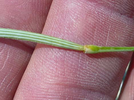 Desert Poppy (Eschscholzia glyptosperma)