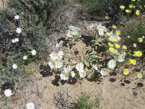 Birdcage Evening Primrose (Oenothera deltoides)