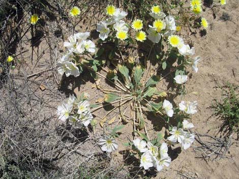 Birdcage Evening Primrose (Oenothera deltoides)