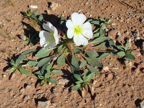 Birdcage Evening Primrose (Oenothera deltoides)