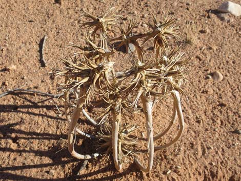 Birdcage Evening Primrose (Oenothera deltoides)