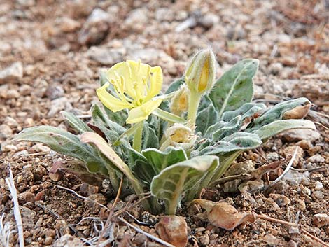 Desert Evening Primrose (Oenothera primiveris)