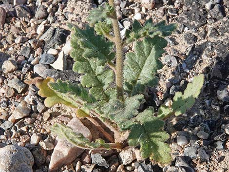 Notch-leaf Phacelia (Phacelia crenulata)