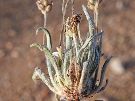 Desert Indianwheat (Plantago ovata)