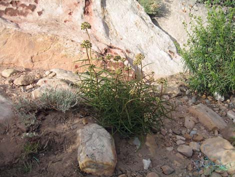 Spider Milkweed (Asclepias asperula)