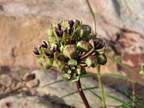 Spider Milkweed (Asclepias asperula)