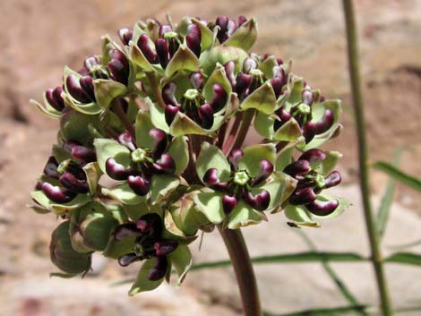 Spider Milkweed (Asclepias asperula)