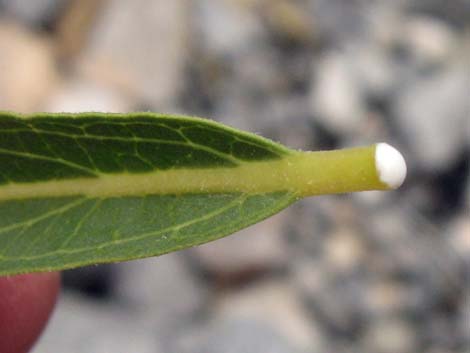 Spider Milkweed (Asclepias asperula)