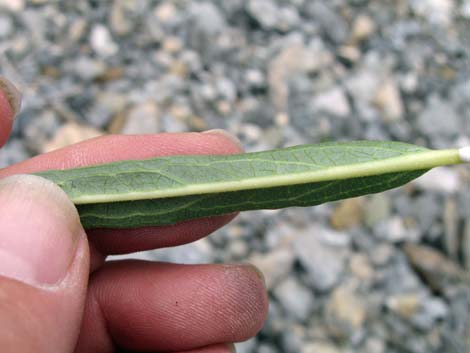 Spider Milkweed (Asclepias asperula)