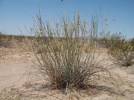 Rush Milkweed (Asclepias subulata)