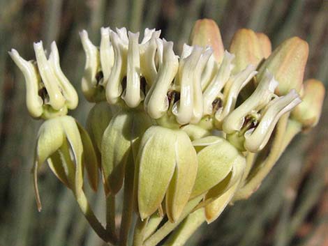 Rush Milkweed (Asclepias subulata)