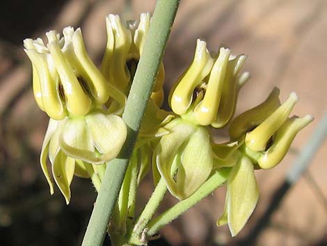 Rush Milkweed (Asclepias subulata)