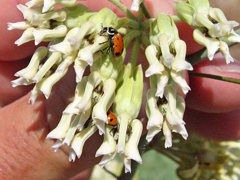 Rush Milkweed (Asclepias subulata)