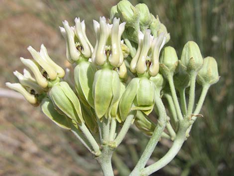 Rush Milkweed (Asclepias subulata)