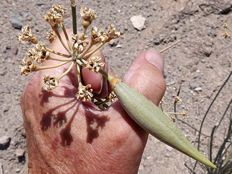 Rush Milkweed (Asclepias subulata)