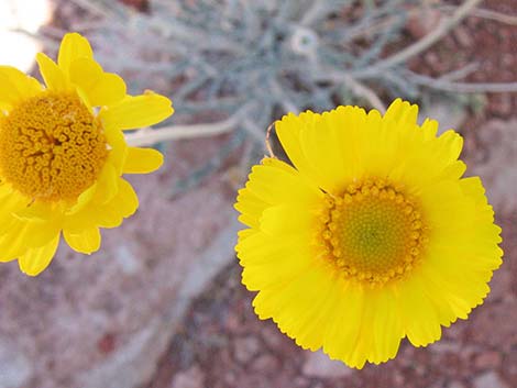 Desert Marigold (Baileya multiradiata)