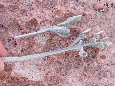 Desert Marigold (Baileya multiradiata)