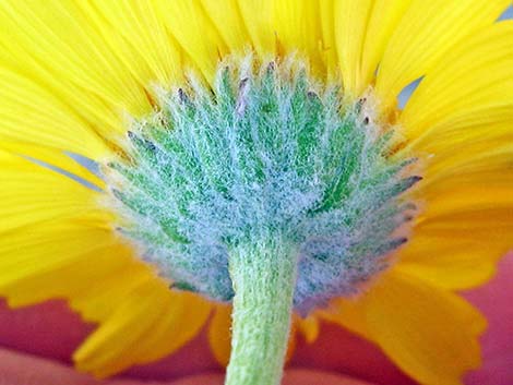 Desert Marigold (Baileya multiradiata)