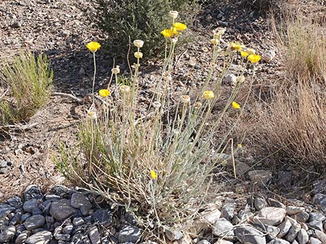 Desert Marigold (Baileya multiradiata)