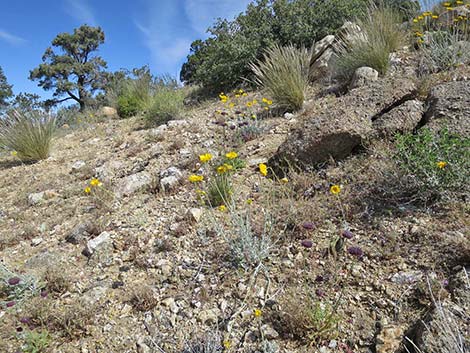 Desert Marigold (Baileya multiradiata)