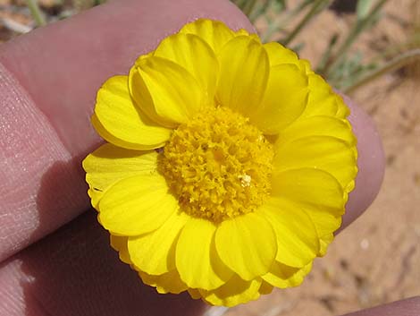 Woolly Desert Marigold (Baileya pleniradiata)