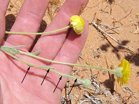 Woolly Desert Marigold (Baileya pleniradiata)