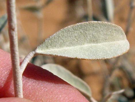 California Croton (Croton californicus)