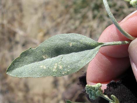 California Croton (Croton californicus)