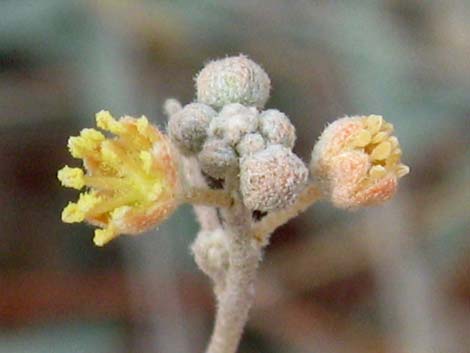 California Croton (Croton californicus)