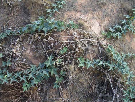 Coyote Gourd (Cucurbita palmata)