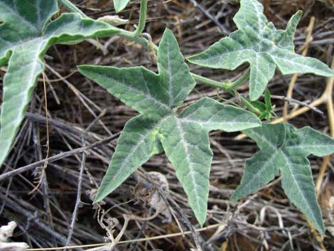 Coyote Gourd (Cucurbita palmata)