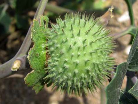 Jimson Weed (Datura wrightii)