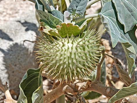 Jimson Weed (Datura wrightii)