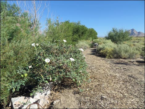 Jimson Weed (Datura wrightii)