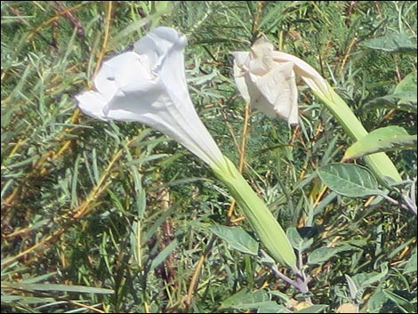 Jimson Weed (Datura wrightii)