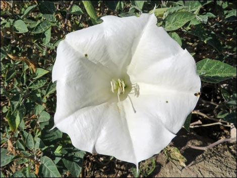 Jimson Weed (Datura wrightii)