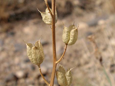 Desert Larkspur (Delphinium parishii ssp parishii)