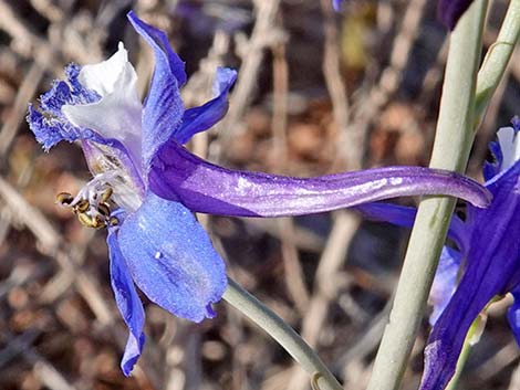 Desert Larkspur (Delphinium parishii ssp parishii)