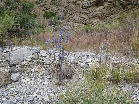 Desert Larkspur (Delphinium parishii ssp parishii)